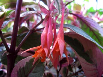 CHN - Plants - Fuchsia Triphylla 'Firecracker'